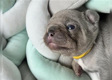 Wunderschöne Französisches Bulldogge Welpen sind am 29.07 frisch geschlüpft