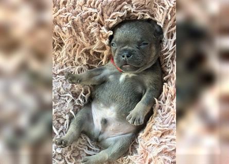 Wunderschöne Französisches Bulldogge Welpen sind am 29.07 frisch geschlüpft