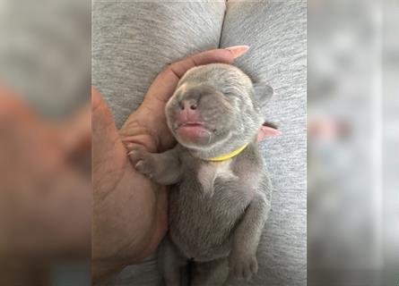 Wunderschöne Französisches Bulldoggen Welpen werden in November erwartet