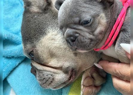 Wunderschöne Französisches Bulldogge Welpen sind am 29.07 frisch geschlüpft