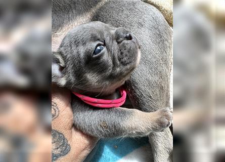 Wunderschöne Französisches Bulldogge Welpen sind am 29.07 frisch geschlüpft