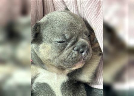 Wunderschöne Französisches Bulldogge Welpen sind am 29.07 frisch geschlüpft