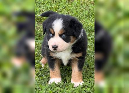 Miniature Australian Shepherd, Mini Aussie Welpe