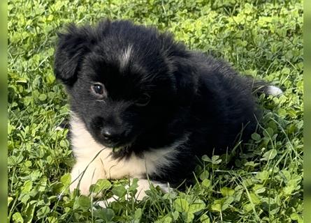 Miniature Australian Shepherd, Mini Aussie Welpe