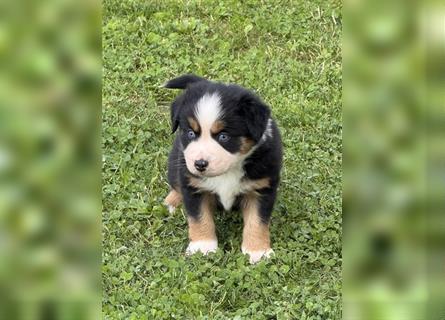 Miniature Australian Shepherd, Mini Aussie Welpe