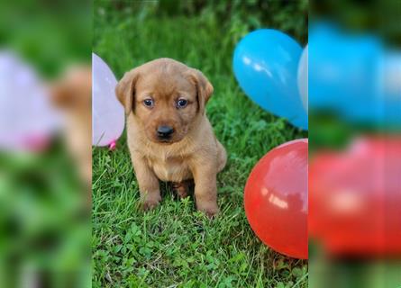 Labrador Retriever Welpen aus Familienzucht in der Farbe foxred