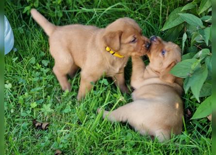 Labrador Retriever Welpen aus Familienzucht in der Farbe foxred