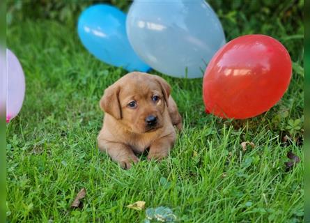 Labrador Retriever Welpen aus Familienzucht in der Farbe foxred