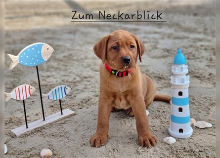 Labrador Retriever Welpen aus Familienzucht in der Farbe foxred