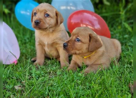 Labrador Retriever Welpen aus Familienzucht in der Farbe foxred