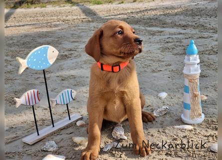 Labrador Retriever Welpen aus Familienzucht in der Farbe foxred