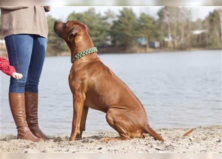 Rhodesian Ridgeback Wurfankündigung Herbst/Winter2024