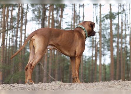 Rhodesian Ridgeback Wurfankündigung Herbst/Winter2024