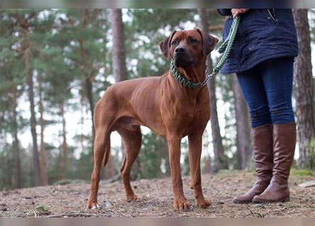 Rhodesian Ridgeback Wurfankündigung Herbst/Winter2024