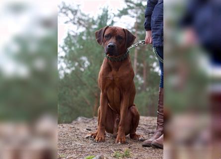 Rhodesian Ridgeback Wurfankündigung Herbst/Winter2024