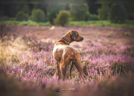 Rhodesian Ridgeback Wurfankündigung Herbst/Winter2024