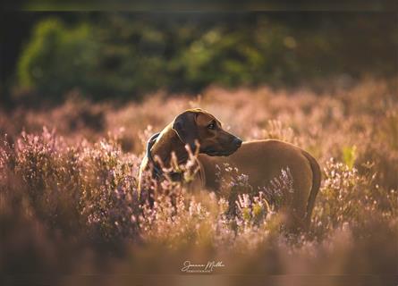 Rhodesian Ridgeback Wurfankündigung Herbst/Winter2024