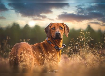 Rhodesian Ridgeback Wurfankündigung Herbst/Winter2024