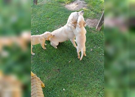 Labradorwelpen mit tollen Starterpaket reinrassig vom Land noch 2 Welpen frei!