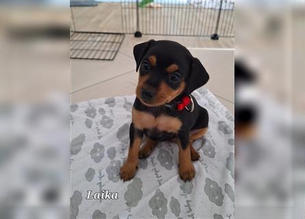 Zwergpinscher Welpe