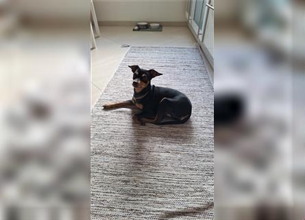 Zwergpinscher Welpe