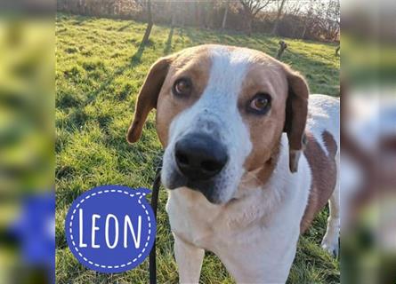 Leon ein toller Familienhund