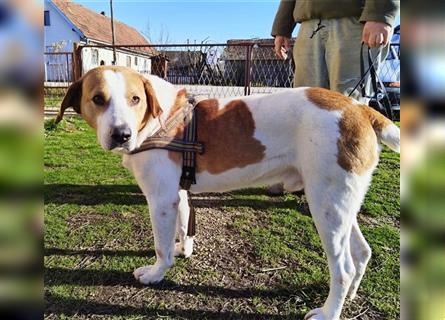 Leon ein toller Familienhund