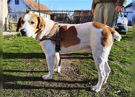 Leon ein toller Familienhund