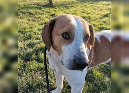 Leon ein toller Familienhund