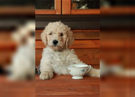 Spencer, der Goldendoodle Welpenrüde *abgabebereit*