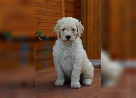 Spencer, der Goldendoodle Welpenrüde *abgabebereit*