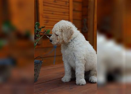 Spencer, der Goldendoodle Welpenrüde *abgabebereit*