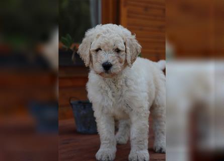 Spencer, der Goldendoodle Welpenrüde *abgabebereit*