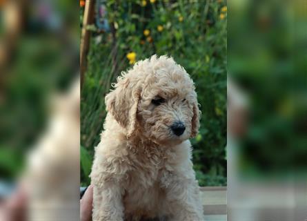 Freya, die Goldendoodle Welpendame *abgabebereit*