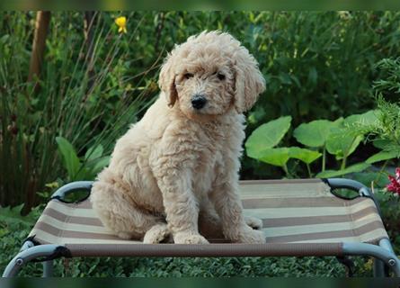 Freya, die Goldendoodle Welpendame *abgabebereit*