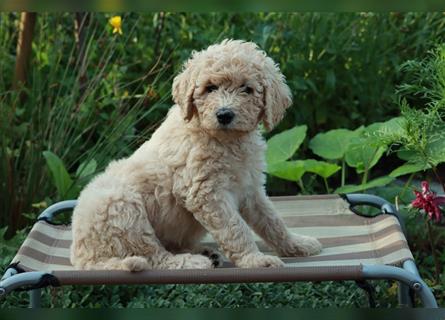 Freya, die Goldendoodle Welpendame *abgabebereit*