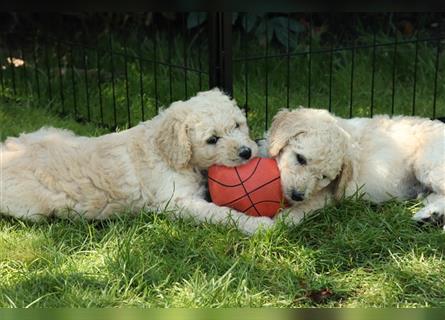 Flash, der Goldendoodle Welpenrüde *abgabebereit*