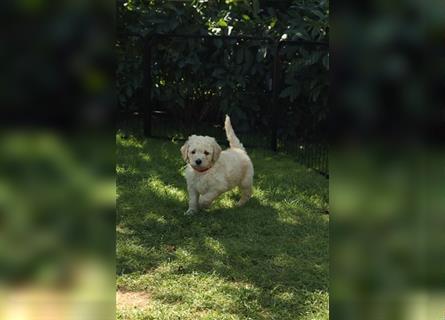 Flash, der Goldendoodle Welpenrüde *abgabebereit*