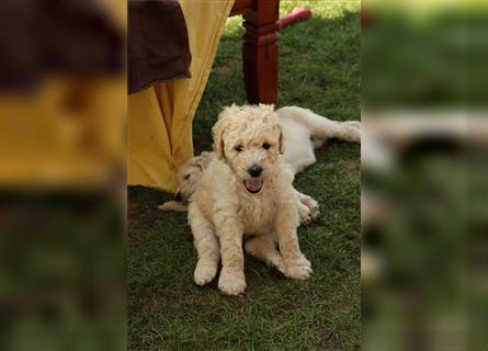 Flash, der Goldendoodle Welpenrüde *abgabebereit*