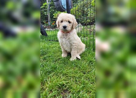 Flash, der Goldendoodle Welpenrüde *abgabebereit*