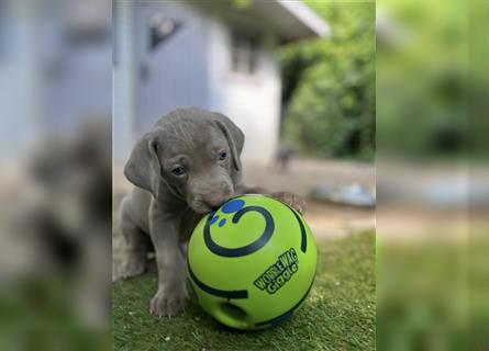 Weimaraner Welpe !Exklusive amerikanische Abstammung! Championatsverpaarung mit Ahnentafel