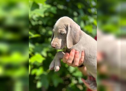 Weimaraner Welpe !Exklusive amerikanische Abstammung! Championatsverpaarung mit Ahnentafel