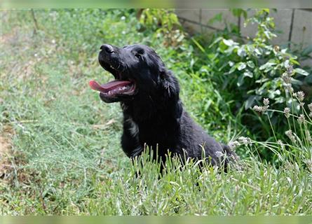 Maximilian sucht ein neues Zuhause