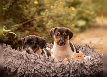 Bildschöne Parson Jack Russell Terrier