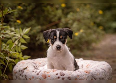 Bildschöne Parson Jack Russell Terrier