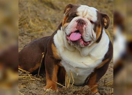 english Bulldogwelpen (Rarität!!)