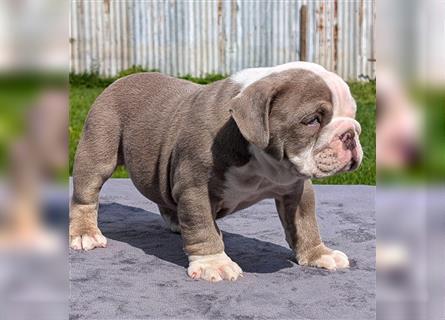 english Bulldogwelpen (Rarität!!)