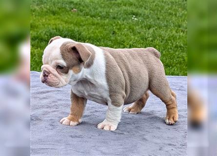 english Bulldogwelpen (Rarität!!)