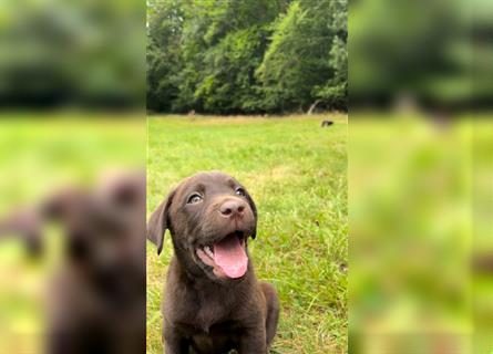 Labrador Retriever Reinrassig mit Papiere