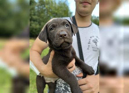 Labrador Retriever Reinrassig mit Papiere